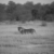 Leone - Etosha National Park, Namibia